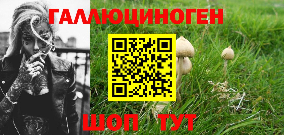 Галлюциногенные грибы Psilocybine cubensis Новодвинск